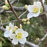 カロライナジャスミン,ボケ,マンサク,ロウバイ,キバナジンチョウゲの画像