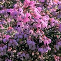 オオイヌノフグリ,マーガレット,ジャノメエリカ,ツタバウンラン,ハトの画像