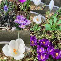 イベリス,イベリス,クロッカス,クロッカス,ツワブキの画像