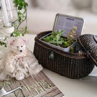 クロッカス,コロキア,多肉植物,アンティーク,アンティーク雑貨の画像