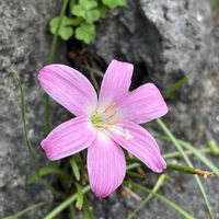 ゼフィランサス,サフランモドキ,南の島☆⭐︎の画像