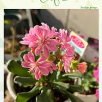 レウィシア,可愛らしい,花のある暮らし,ピンク大好きの画像