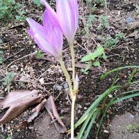 コルチカム,コレクションの中から,庭の画像