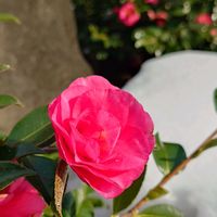 アセビ,ムクゲ,寒椿,繋がりに感謝✨,❄️冬にまけるな❄️の画像