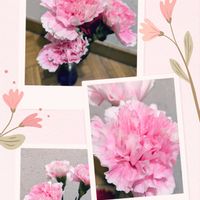 カーネーション,切り花を楽しむ,可愛いお花達,世界に平和を,いつもありがとう(^-^)の画像