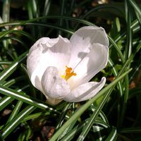 キクザキイチゲ,キクザキイチゲ,クロッカス,クロッカス,クロッカスの画像