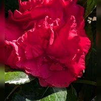 寒椿,獅子頭の画像