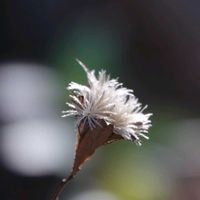 カリガネソウ,カリガネソウ,フジバカマ,フジバカマ,オケラ(朮)の画像