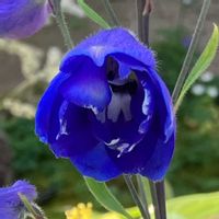 デルフィニウム,✨デルフィニウム✨,花ちょう遊館,花撮りドライブ,栃木県真岡市　井頭公園の画像