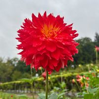 ダリア,川西ダリヤ園,お散歩ちゃんキーホルダー,エマちゃん,お散歩は季節をまとっての画像