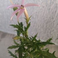 イトソマ,こぼれ種の画像