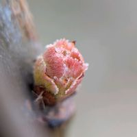 カリン,花梨,トキリマメ,ガビチョウ,花梨(カリン)の画像