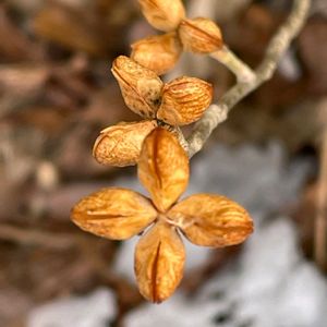 クロッカス,ソヨゴ,ソヨゴの花,コクサギ,フクラモチの画像