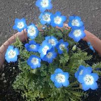 ネモフィラ,花のある暮らし,おうち園芸,Dear violet,小さな庭の画像