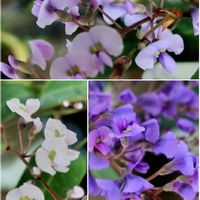 ハーデンベルギア,ハーデンべルキア,花のある暮らし,小さな幸せ,優しい時間の画像