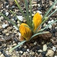 クロッカス,クロッカス,ジンチョウゲ,タンポポ,沈丁花(白色)の画像