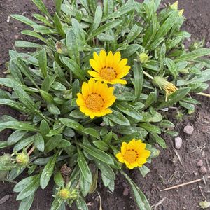 オステオスペルマム,地植え,ご近所,鮮やかな色,黄色の花の画像