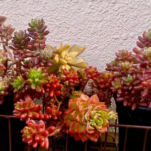 虹の玉,虹の玉,オウレイ,オウレイ,多肉植物いろいろの画像