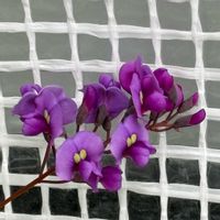 ハーデンベルギア,ガーデニング,花のある暮らし,冬越し,小花好きの画像