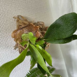 ビカクシダ ネザーランド,苔玉仕立て, ビカクシダ,激安苗,ハンギングの画像