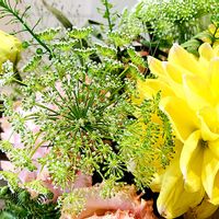 レースフラワー,レースフラワー,ブーケ,セリ科,春色の画像