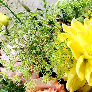 レースフラワー,レースフラワー,ブーケ,セリ科,春色の画像