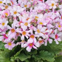 アイビーゼラニウム,シクラメン,シクラメン,ジャノメ エリカ,忘れな草　ピンクの画像