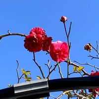 百日紅（サルスベリ),つるバラ,散歩にての画像