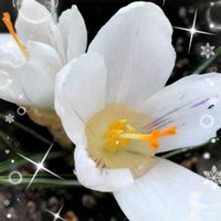 クロッカス,スノードロップ,プリムラ,コウモリラン,ビカクシダの画像