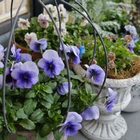 パンジー,ビオラ,ベランダガーデン,ガーデニング,マイガーデンの画像