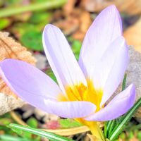 クロッカス,京都,お花,京都府立植物園,今日の花の画像