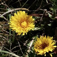 タンポポ,山野草,GSのみなさんに感謝♡,GS皆様ありがとう,木曜モフモフの画像