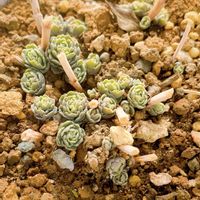 ミセバヤ,癒し,花のある暮らし,庭の画像