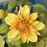 ダリア,ダリアの蕾,黄色の花,GSのみなさんに感謝♡,ありがとう♡の画像