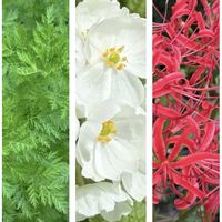 サンカヨウ,ヒガンバナ,ヤブジラミ,山野草,がんばって！の画像