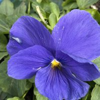 パンジー,花が好き,無農薬❤家庭菜園,野菜が好き,庭の画像