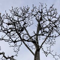 ハクモクレン,お出かけ先にての画像