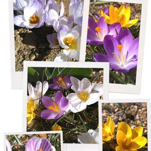 クロッカス,クロッカス,地植え,黄色い花,白い花の画像