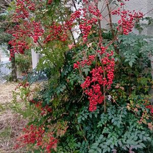地植え,半日陰,きれ～い❤の画像