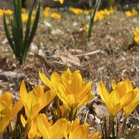 クロッカス,クロッカス,クスノキ,クスノキ,ハクチョウの画像