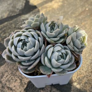 グロブローサ×ミニマ,アークティックアイス,オレンジシュガー,多肉植物,多肉中毒の画像