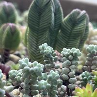 セダム,リトルビューティ,クラッスラ・ピラミダリス,セダム  プレビ  フォリウム,バイジの画像