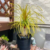 トックリラン,トックリラン(ポニーテール),観葉植物,成長記録,にわの画像