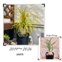 トックリラン,トックリラン(ポニーテール),トックリラン(ポニーテール),観葉植物,成長記録の画像