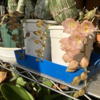 カラー,オンシジウム・トゥインクル,クロウェシア・レベッカノーザン・ミッカビ,オンシジウム　ケイロホルム,木立ベコニア品種不明の画像