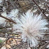 ツワブキ,ツワブキの綿毛,コウヤボウキ,コウヤボウキの綿毛,山野草の画像