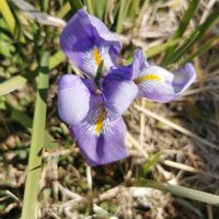 イチゴ,シンビジューム,シンビジューム,シンビジューム,カンザキアヤメの画像