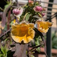 シャクナゲ,ミニバラ,スカビオサ ブルーバルーン,ギョリュウバイ,花手毬の画像