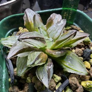 多肉植物,ハオルチア属,ハオルシア属     ,多肉中毒,ガチンコハオルチアクラブの画像