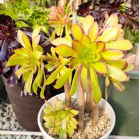 黒法師,熊童子,サンバースト綴化,多肉植物,緑のある暮らしの画像